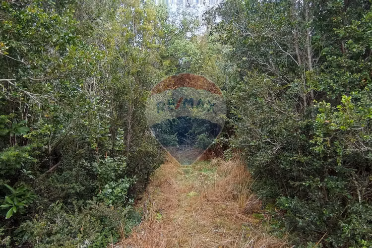 Parcela raices de maullin