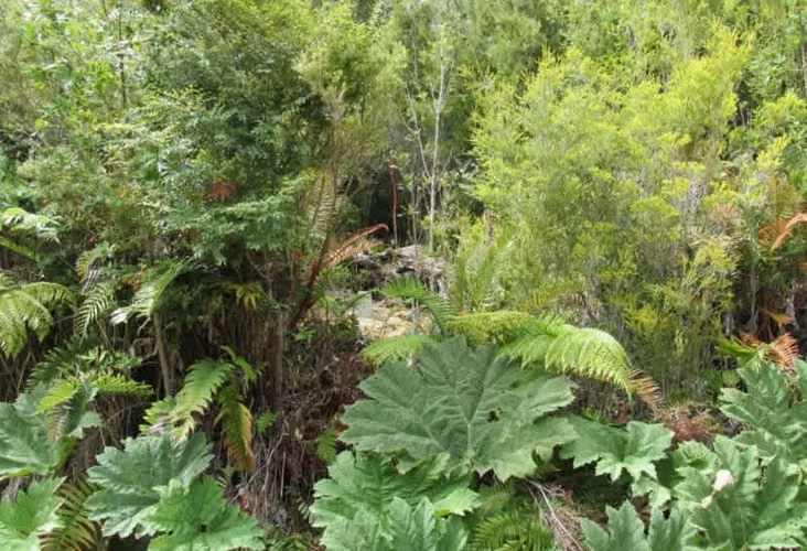 Parcela Ecológica en Chonchi Fundo Quilán