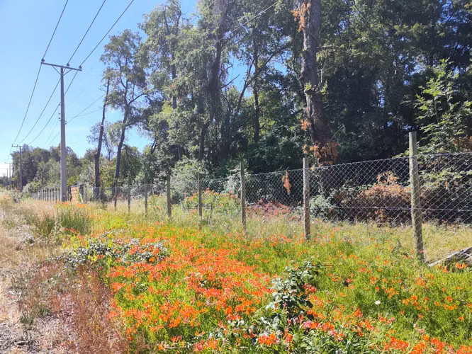 SE VENDEN 11 HECTAREAS DE TERRENO CERCA DE CHILLAN Y POR RECINTO, PINTO