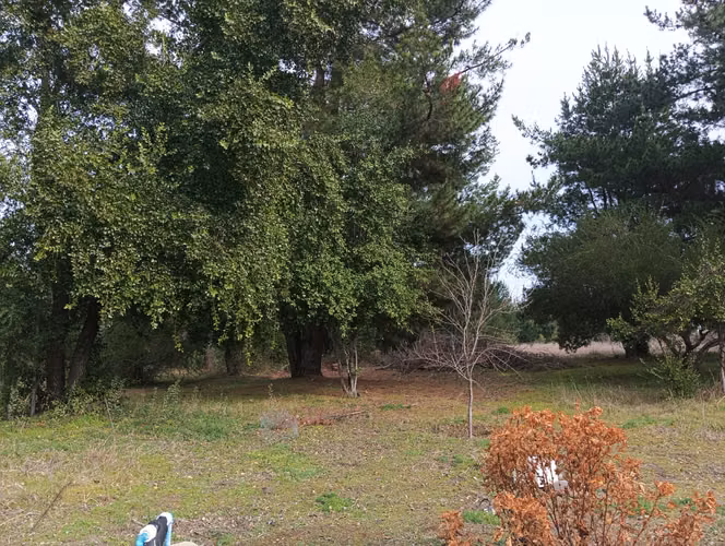 Vendo parcela de 1,08 hectárea, con rol propio plana