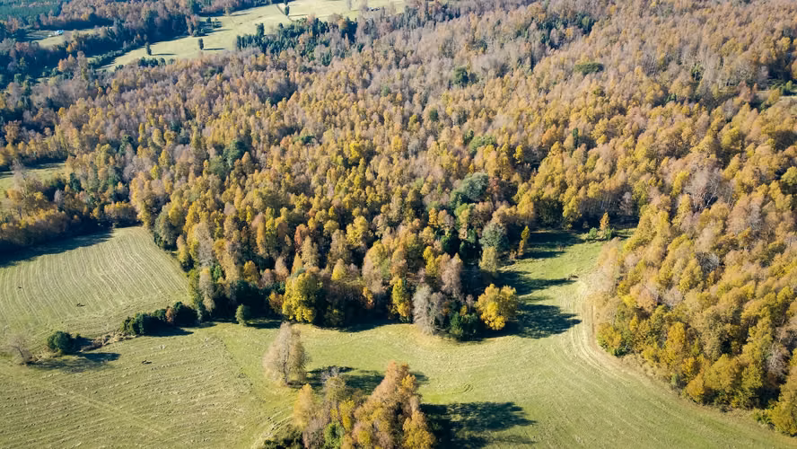 Parcelas 5.000 m² en Curacautín | Nieve, naturaleza y plusvalía