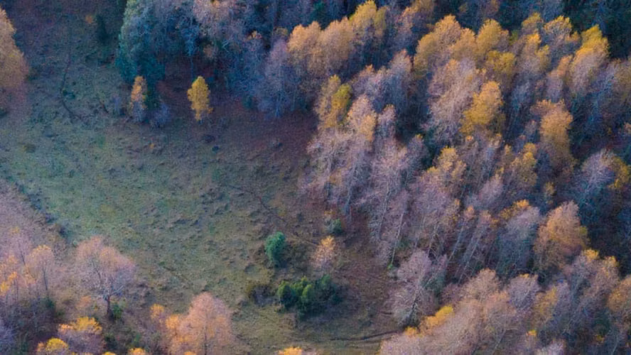 Parcelas 5.000 m² en Curacautín | Nieve, naturaleza y plusvalía