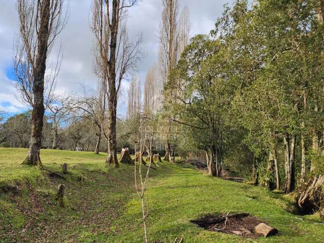 Cabaña con bosque nativo y acceso a río I Puerto Varas