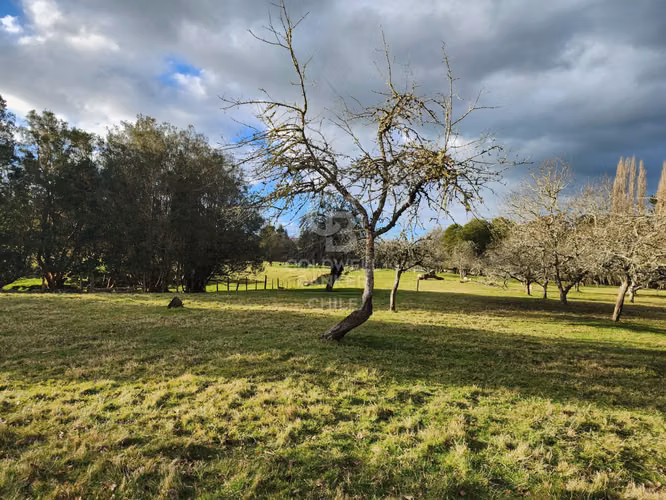Cabaña con bosque nativo y acceso a río I Puerto Varas