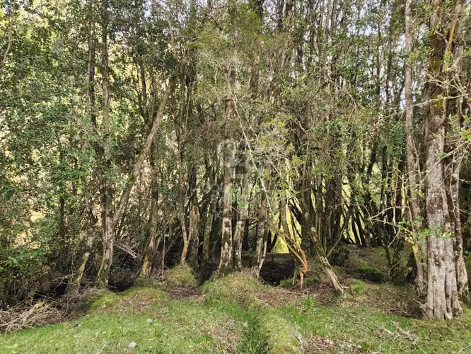 Cabaña con bosque nativo y acceso a río I Puerto Varas