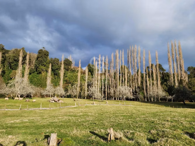 Cabaña con bosque nativo y acceso a río I Puerto Varas