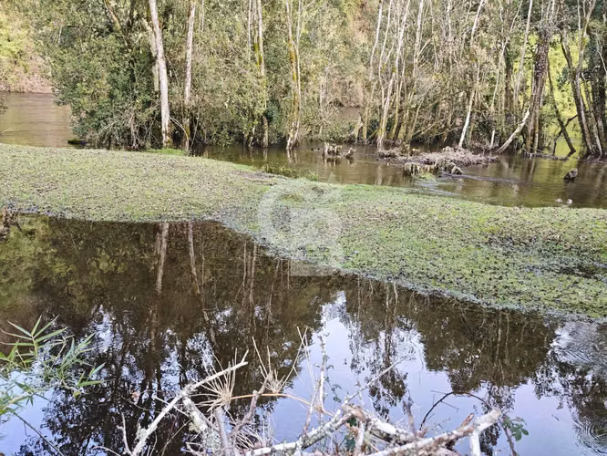 Cabaña con bosque nativo y acceso a río I Puerto Varas