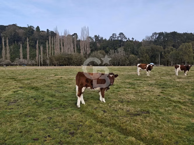 Cabaña con bosque nativo y acceso a río I Puerto Varas
