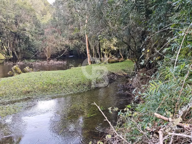 Cabaña con bosque nativo y acceso a río I Puerto Varas