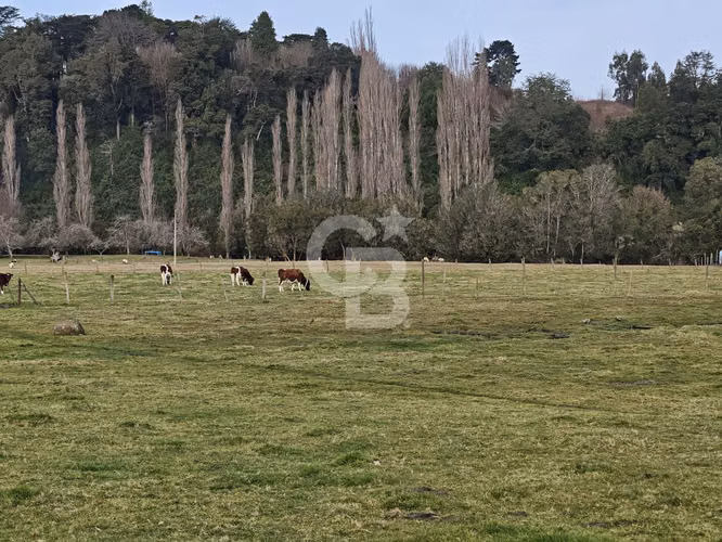 Cabaña con bosque nativo y acceso a río I Puerto Varas