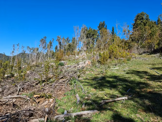 Lindísimo campo de 35 hectáreas al lado del rio Llico