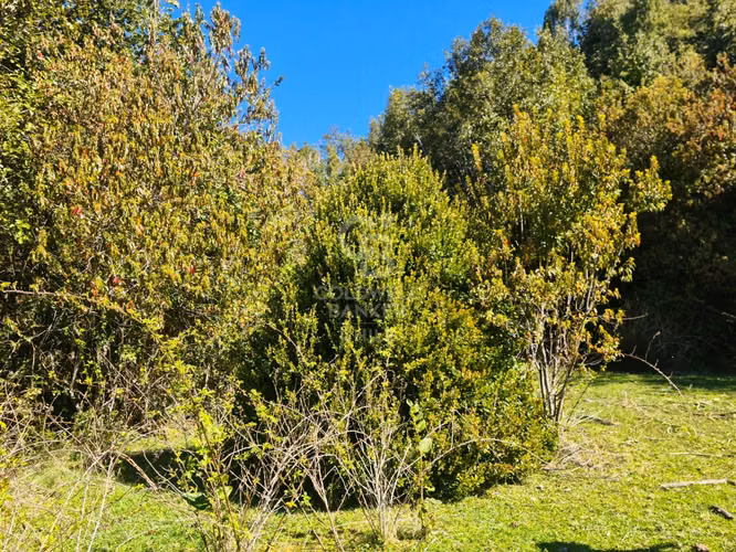 Lindísimo campo de 35 hectáreas al lado del rio Llico