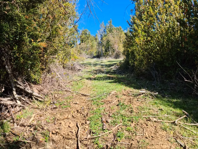 Lindísimo campo de 35 hectáreas al lado del rio Llico