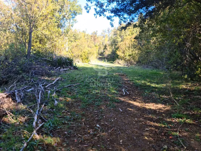 Lindísimo campo de 35 hectáreas al lado del rio Llico