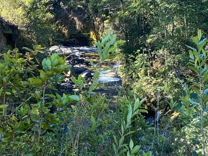 Inmersas en bosque, con orilla de rio y vista al lago.