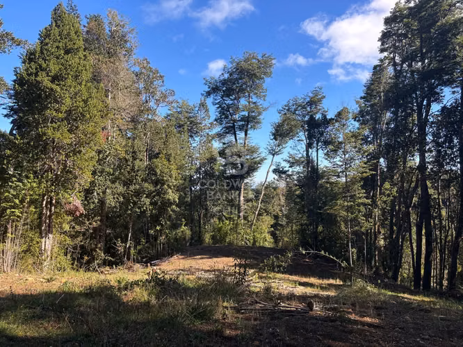 Inmersas en bosque, con orilla de rio y vista al lago.