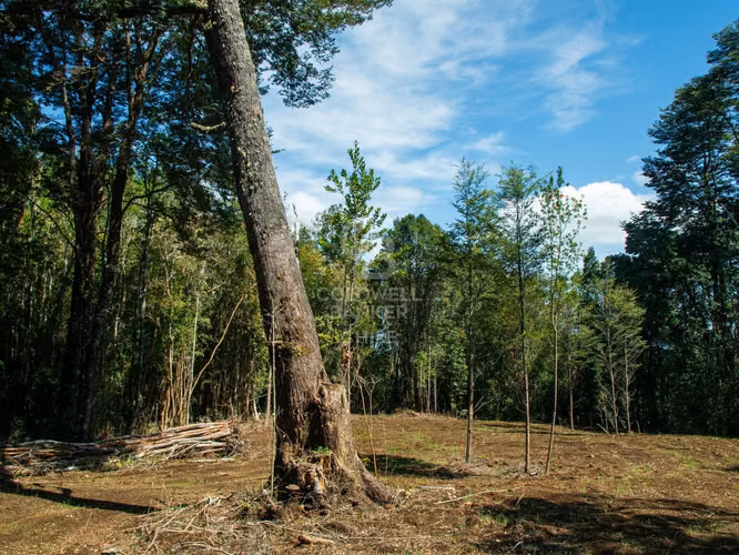 Inmersas en bosque, con orilla de rio y vista al lago.