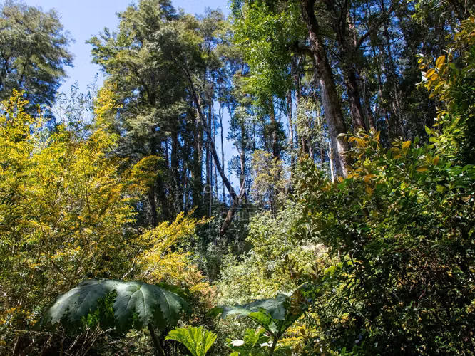 Inmersas en bosque, con orilla de rio y vista al lago.