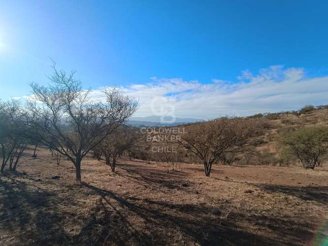Gran Parcela agrícola en venta en Limache - Imagen 4