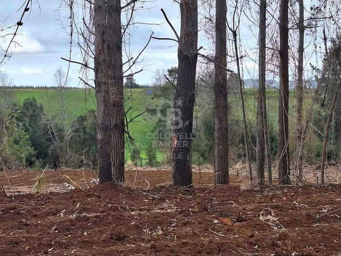 Parcelas Exclusivas: Naturaleza y Confort Cercano a Osorno