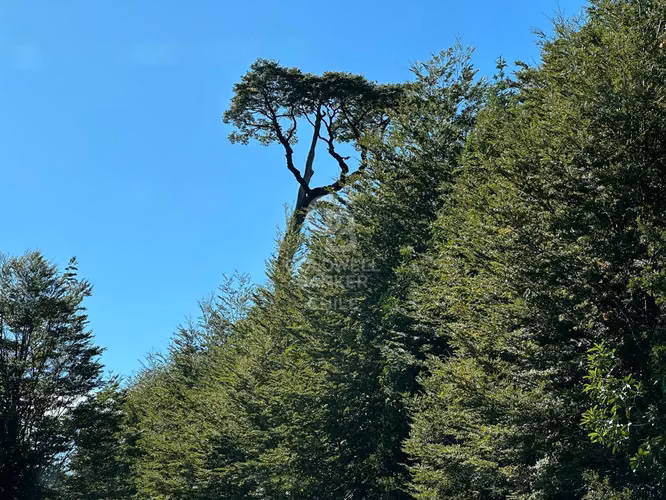 138 ha de Bosque Nativo en inicio de la Carretera Austral