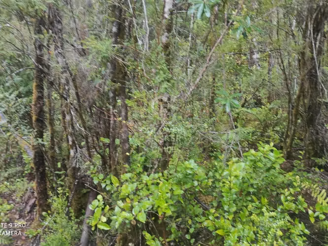 Parcela 1Ha sector Río Blanco, cerca de Lago Chapo - Imagen 5