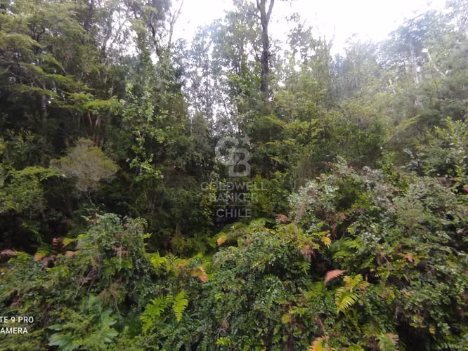 Parcela 1Ha sector Río Blanco, cerca de Lago Chapo - Imagen 4