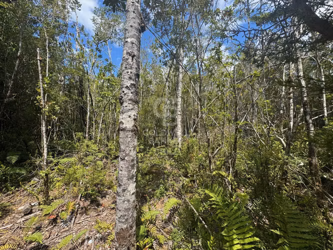 Parcela 1Ha sector Río Blanco, cerca de Lago Chapo - Imagen 13