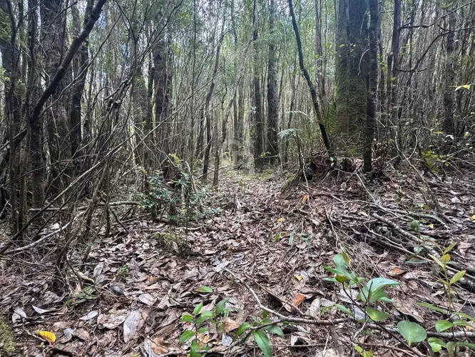 Parcela 1Ha sector Río Blanco, cerca de Lago Chapo - Imagen 14
