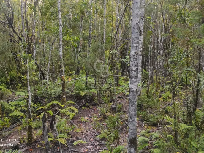 Parcela 1Ha sector Río Blanco, cerca de Lago Chapo - Imagen 6