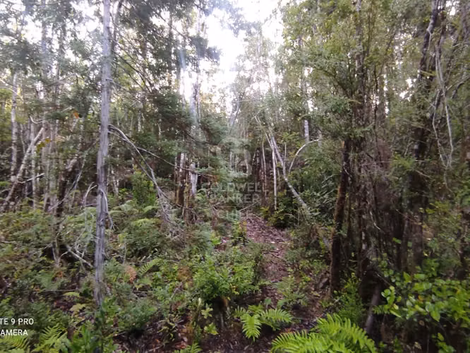 Parcela 1Ha sector Río Blanco, cerca de Lago Chapo - Imagen 7