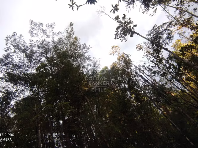 Parcela 1Ha sector Río Blanco, cerca de Lago Chapo - Imagen 11