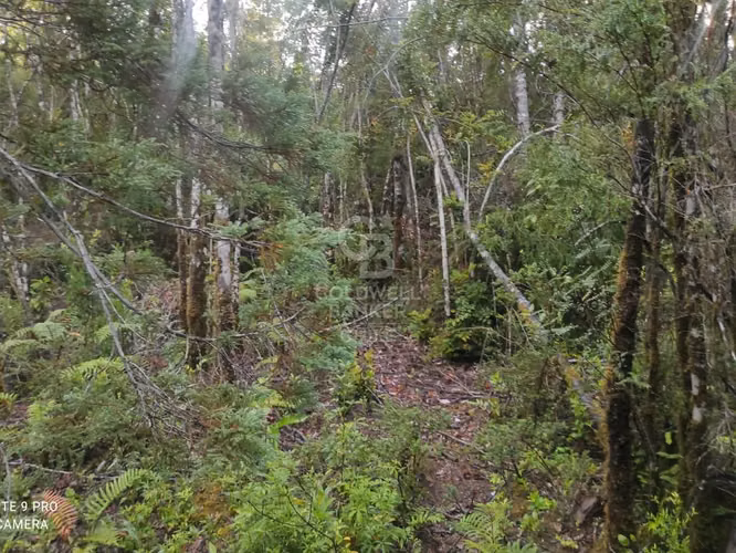 Parcela 1Ha sector Río Blanco, cerca de Lago Chapo - Imagen 12