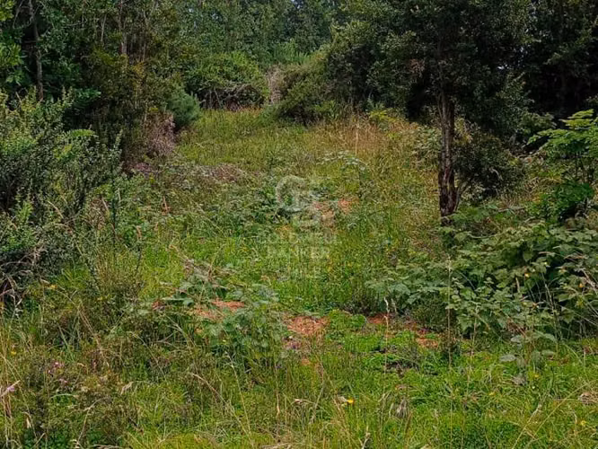 Fundo en Chiloé: 54ha estratégicas cerca del Chacao