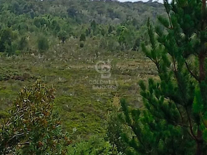 Fundo en Chiloé: 54ha estratégicas cerca del Chacao