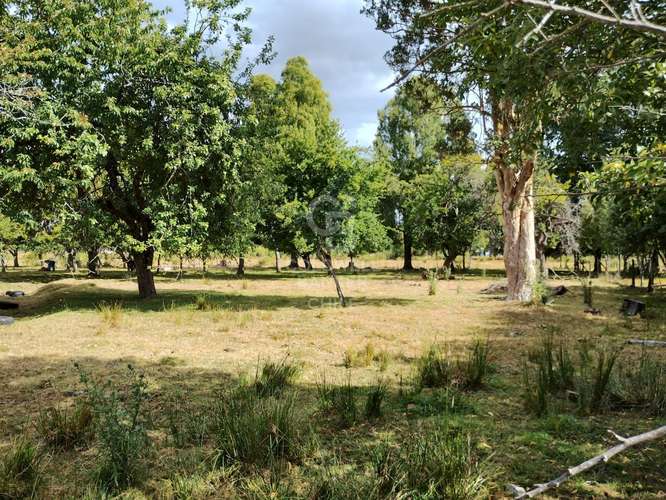 PRADERA Y BOSQUE NATIVO I FRUTILLAR - Imagen 12