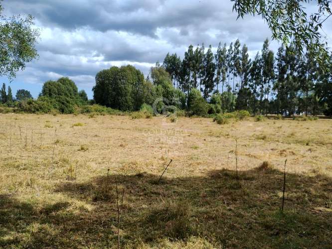 PRADERA Y BOSQUE NATIVO I FRUTILLAR - Imagen 9