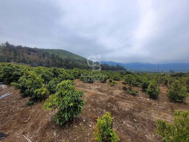 Parcela La Cruz Inversión Paltos en Proceso Productivo - Imagen 2