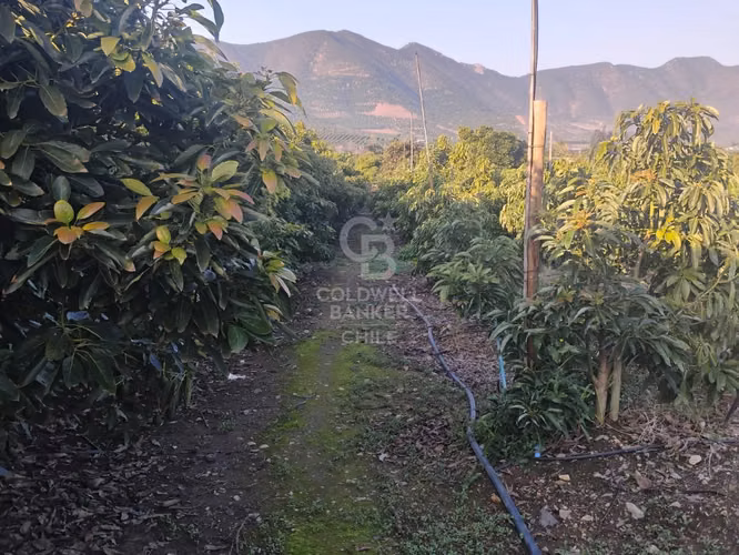 Parcela La Cruz Inversión Paltos en Proceso Productivo - Imagen 10