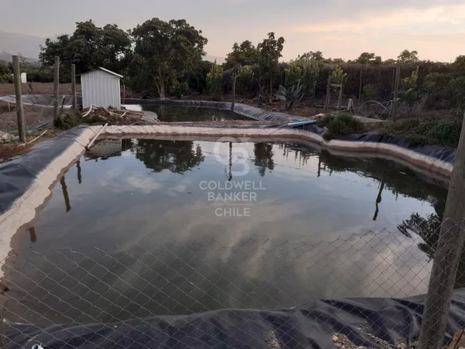 Parcela La Cruz Inversión Paltos en Proceso Productivo - Imagen 18