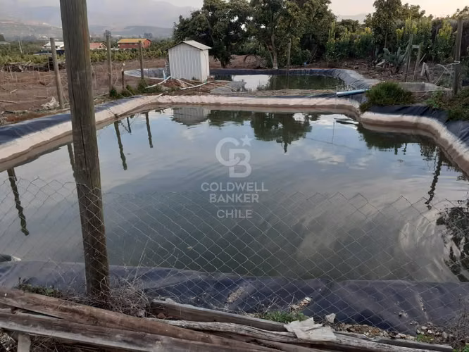 Parcela La Cruz Inversión Paltos en Proceso Productivo - Imagen 17