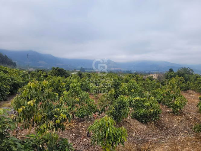 Parcela La Cruz Inversión Paltos en Proceso Productivo