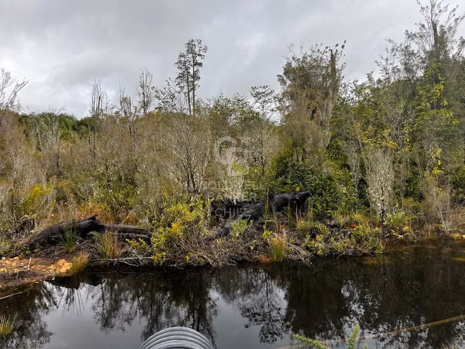 ¡Parcela de Ensueño en Bosque Nativo, Puerto Varas!