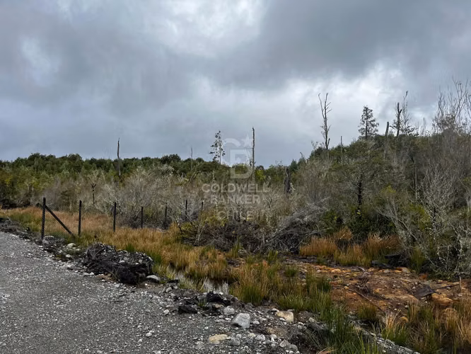 ¡Parcela de Ensueño en Bosque Nativo, Puerto Varas!