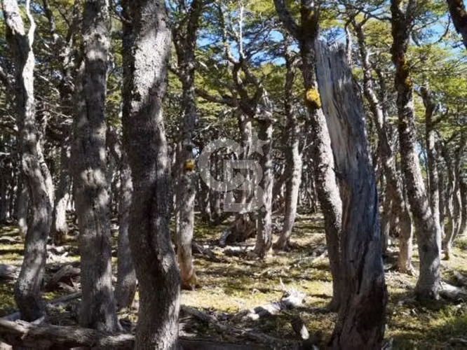 Venta Bosque Nativo 14,6 ha, Reserva Nacional Río Simpson - Imagen 40