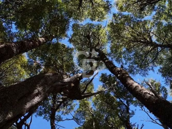 Venta Bosque Nativo 14,6 ha, Reserva Nacional Río Simpson - Imagen 30