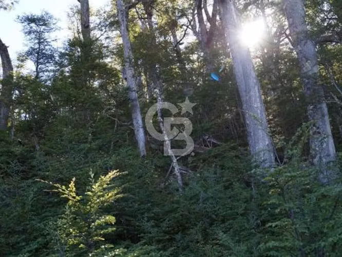 Venta Bosque Nativo 14,6 ha, Reserva Nacional Río Simpson - Imagen 37