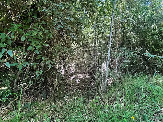 Hermoso Campo con Bosque Nativo.