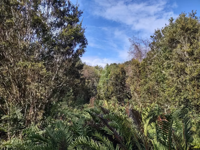 Parcela 10.000mt2 en Colonia 3 Puentes