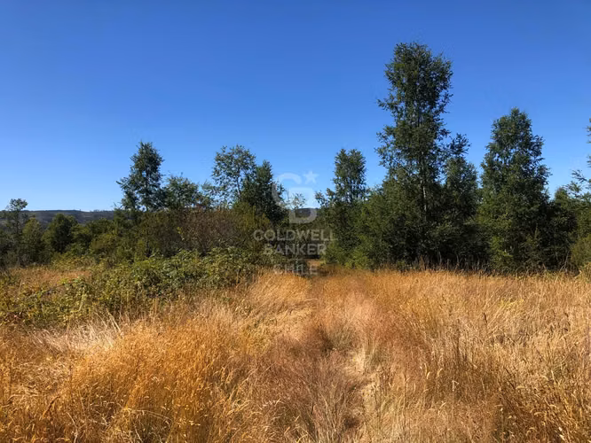 Campo de 65 hectáreas en Fresia ( al poniente de Purranque)